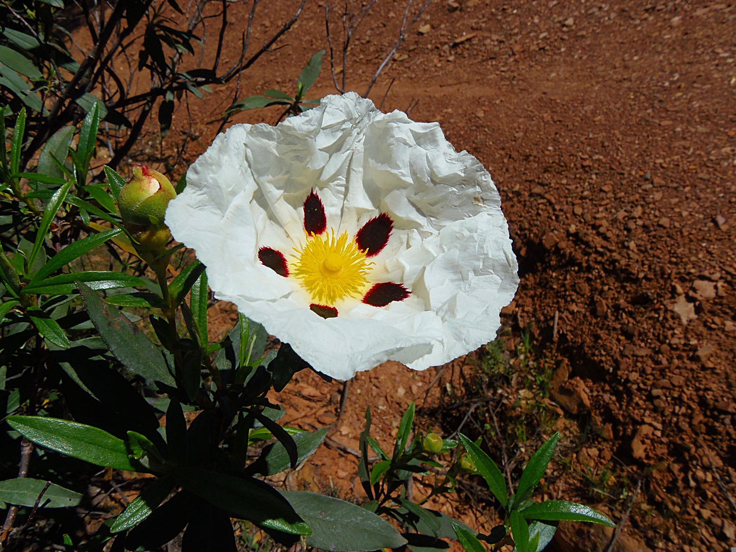 Cistus Ladaniferus Absoluto - España