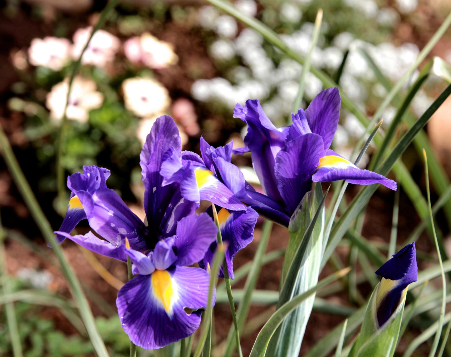 Orris Resinoide Destilacion Molecular (Iris Pallida) | Italia