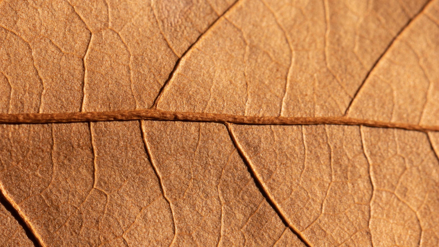 Absoluto de Tabaco – Intenso, Dulce y Terroso para Perfumería Fina