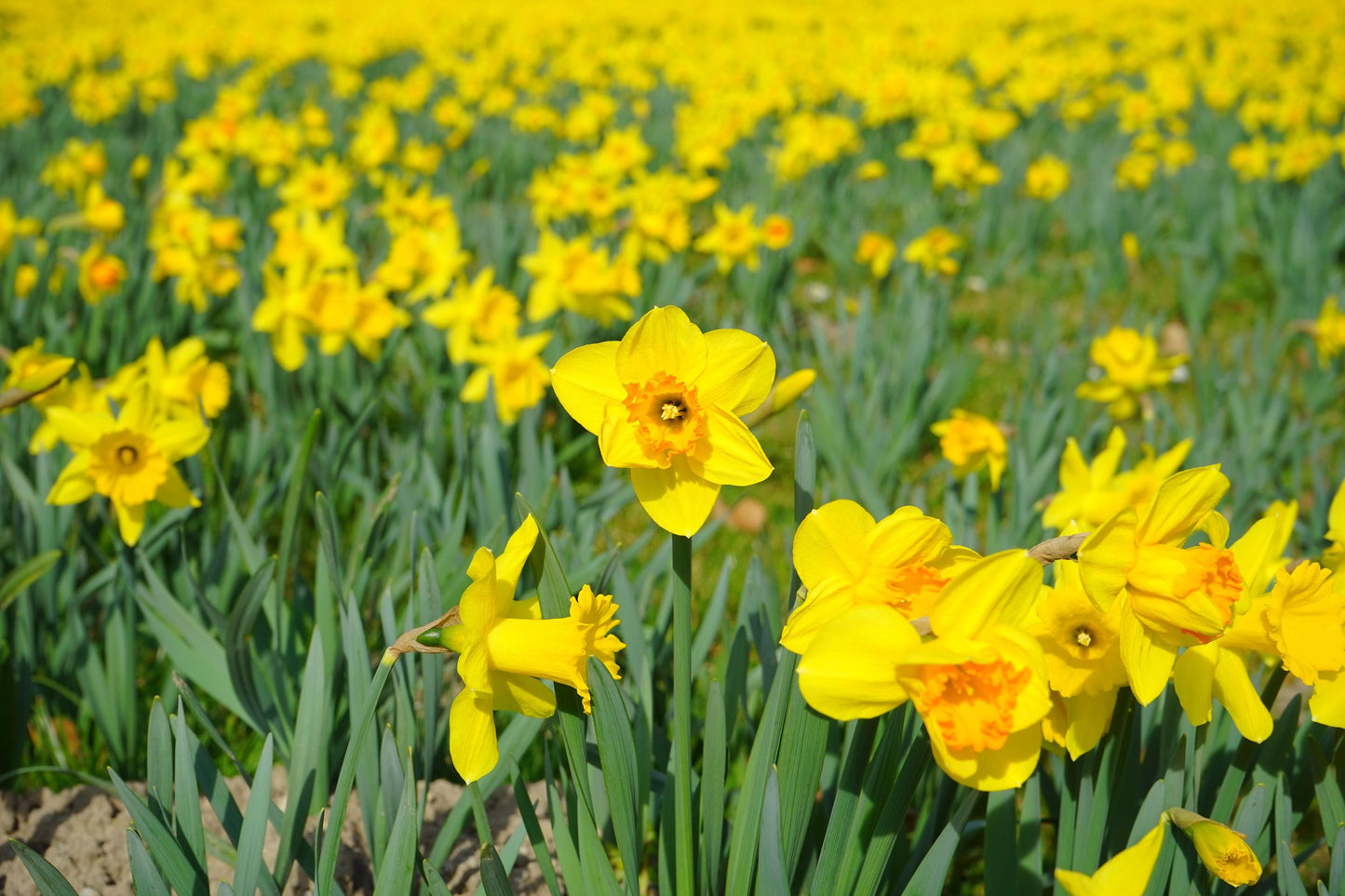 Narciso Jonquilla Absoluto - Francia