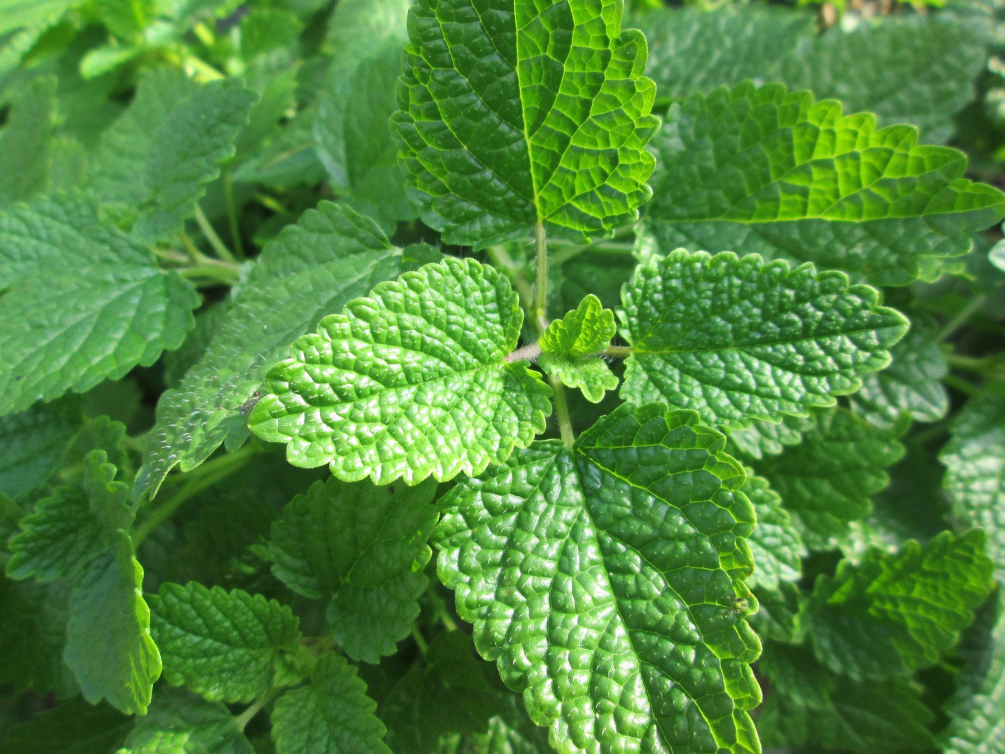 Melisa de Bulgaria (Melissa officinalis) Aceite Esencial