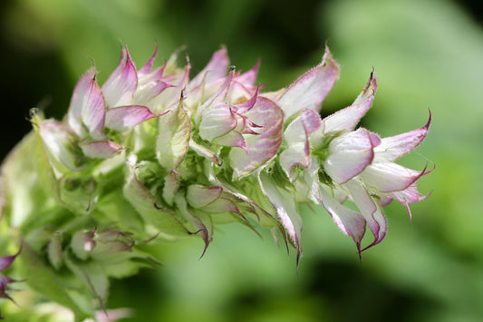 Clary Sage from France (Salvia Sclarea) Absolute