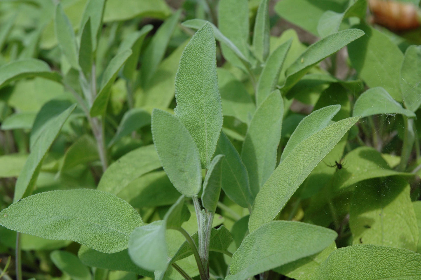 Aceite Esencial de Salvia Officinalis - España