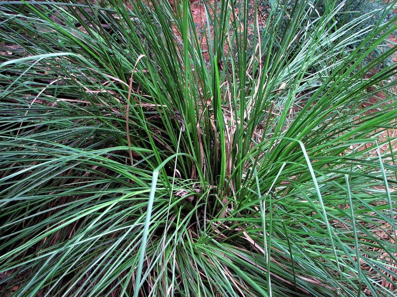 Vetiver Madagascar (Vetiveria zizanioides) 10 ml de Aceite esencial en botella Miron Violeta