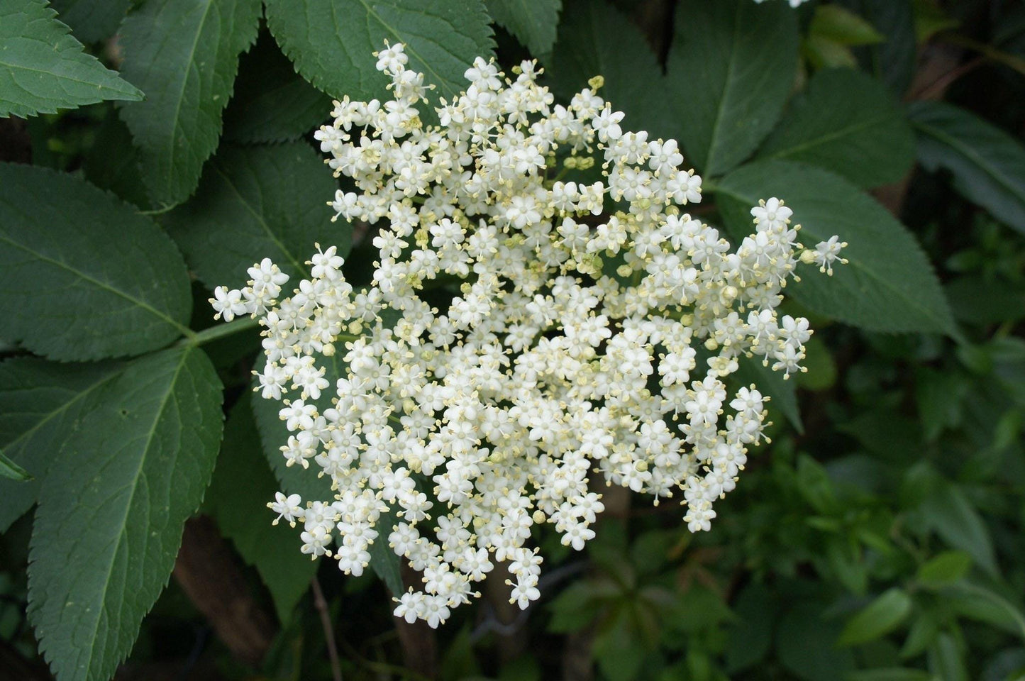 Flor de Saúco Absoluto – Francia | Dulzura aérea, naturaleza viva