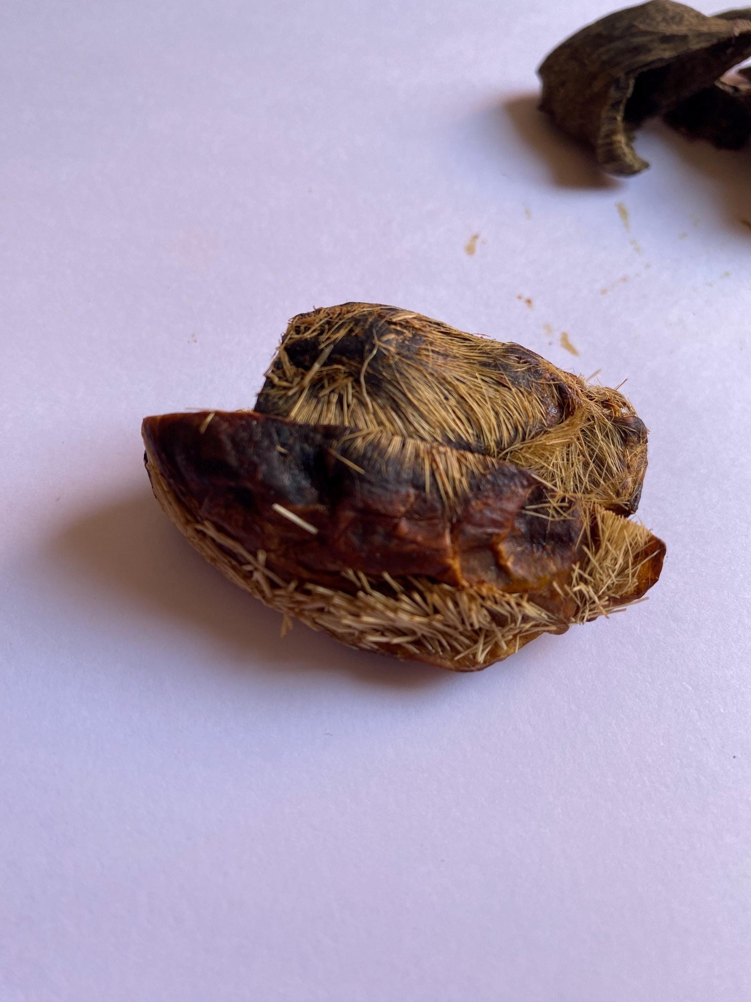 Ingredientes Animales