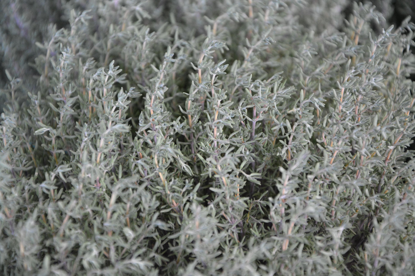 Thyme Serpol Vintage Essential Oil