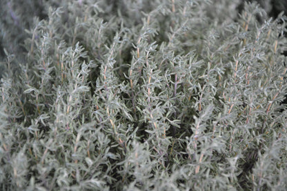 Thyme Serpol Vintage Essential Oil
