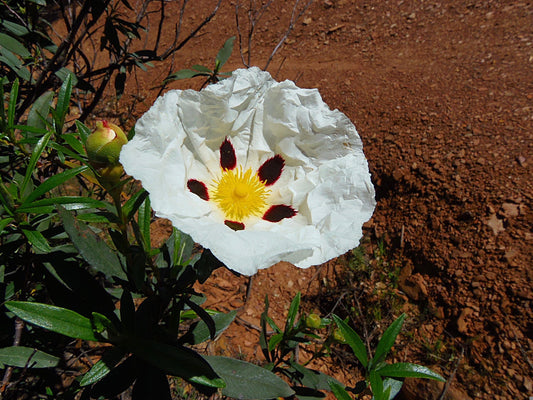Cistus Ladaniferus Absoluto - España