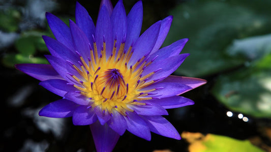 Absoluto de Loto Azul – Extracto Floral Raro para Perfumería Natural de Alta Gama