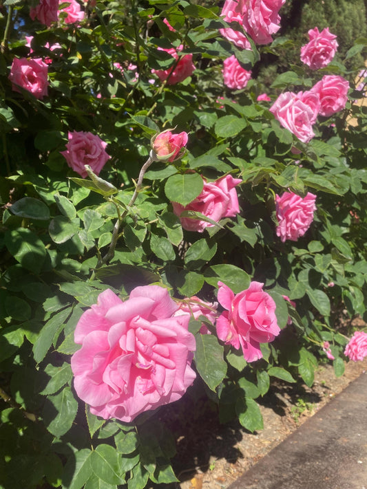 Rosa Damascena Aceite Esencial - Bulgaria
