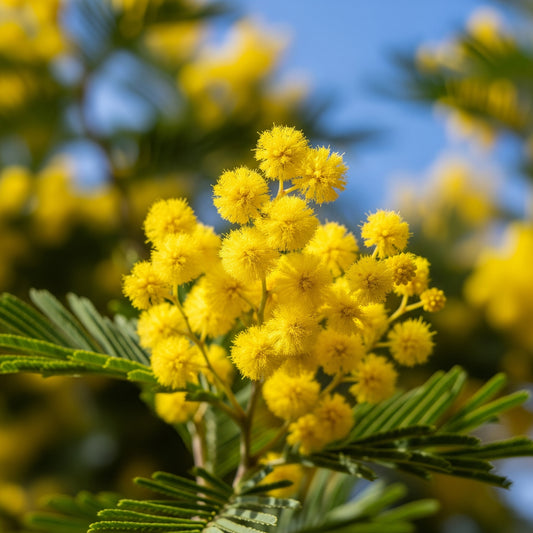 Absoluto de Mimosa