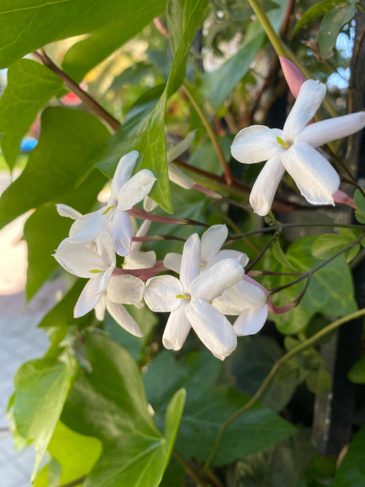 Jazmin Grandiflorum Absoluto - Egipto
