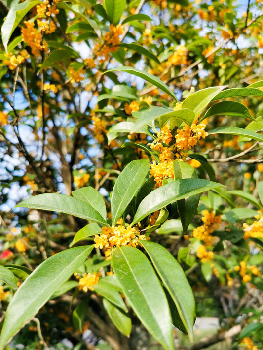 Absoluto de Osmanthus Natural – Aroma de Melocotón, Cuero y Flores para Perfumistas