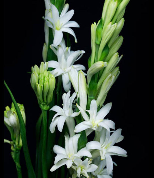 Tuberosa India (Polianthes tuberosa) Absoluto