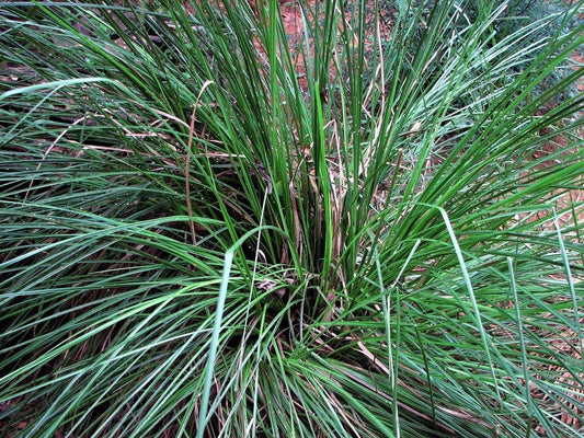 Vetiver Madagascar (Vetiveria zizanioides) 10 ml Essential Oil in Miron Violet Bottle