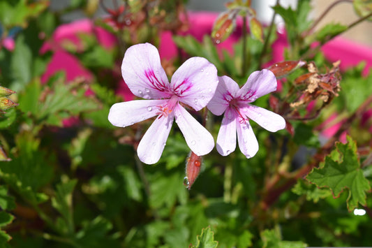 Aceite Esencial de Geranio (Pelargonium graveolens) - Madagascar