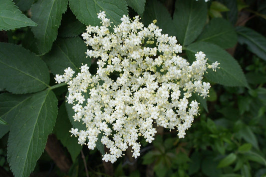 Flor de Saúco Absoluto – Francia | Dulzura aérea, naturaleza viva